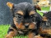 4 petits bbs Yorkshire mignons comme tout