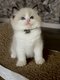 Chatons Ragdoll magiques  - avec Pedigree