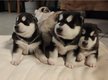Magnifiques chiots malamutes levage familial