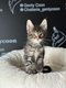 Maine Coon chatons