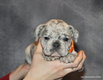 Superbes chiots Bouledogue franais  (pedigree)