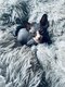 Magnifique chaton sphynx