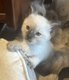2 adorables chatons siamois