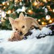 2 adorables bbs chihuahua cherchent une famille...