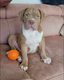 American bully - grande ligne - papa champion...