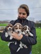 Chiots Beagle coquins, levage amateur