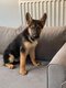 Berger Allemand