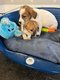 Jack Russel