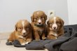 Chiots Retriever Nouvelle-Ecosse, parents tests