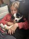 Chiots berger australien
