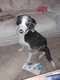 Border collie bleu merle femelle