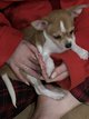 Superbes chihuahuas disponibles  la rservation