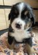Magnifiques chiots bouvier bernois