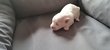 Magnifique Bichon Maltais Nain