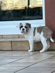 Chiots Bulldog Continental Pedigree