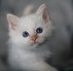 Superbe chaton sacr de Birmanie