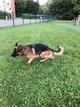 Berger allemand  pedigree  donner