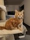 Maine Coon  femelle