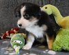 Chiots bergers australiens pures races pedigree...