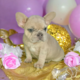 Bulldog franais chiot