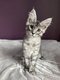 Chaton maine coon  rserver.