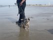 A rservs  chiots  chihuahua