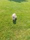 Spitz  donner