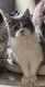 Magnifique chatons Maine Coon