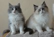 Male Ragdoll blue smoke bicolor (non point)