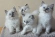 2 chatons femelles Ragdoll point bicolor