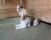 Border collie chiots red merle