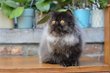 Adorable chaton persan