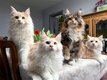 Maine Coon - pedigree - très joli chatons
