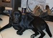 Labrador noir porteur chocolat pour saillie