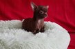 Splendide petit chiot chihuahua male couleur...