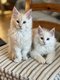 2 chatons Maine Coon mâles couleur Crème
