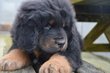 Superbes et rares chiots Mastiff Tibétain Chinois...