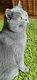 Saillie British shorthair bleu pedigree de...