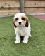 Chiots Cavapoo (cavalier king charles x caniche...