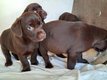 Mini Labrador X Beagle