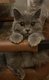 Chaton british shorthair a replacer