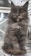 Adorables Chatons Maine Coon 3 mois