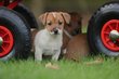 Jack Russell chiots , 100 % Belges