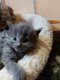 Chaton Maine coon a rserver
