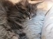 Trois magnifiques chtons Maine Coon  adopter