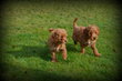 Chiots Caniche toy