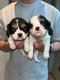 Chiots cavalier king charles porte occasionnelle...