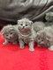 Magnifiques chatons british shorthairs gris-bleus