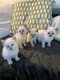 6 Adorables chatons siamois bleu point  reserver