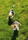 Chiots Beagle affectueux et social